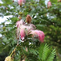 <i>Calliandra surinamensis</i>  Benth.